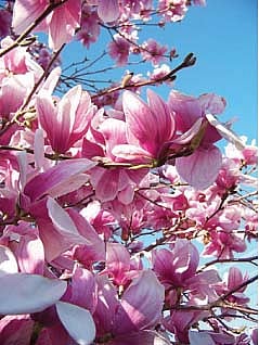 பாரதி வருகிறார்!