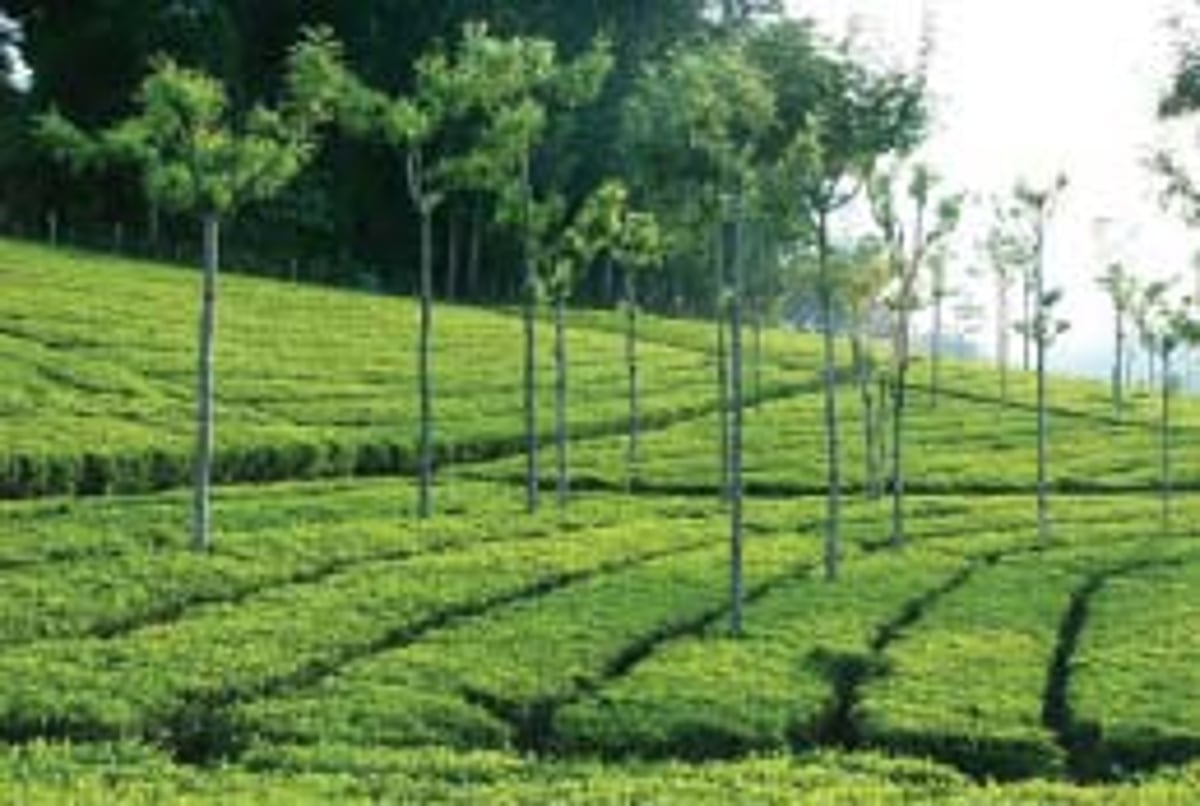 தேயும் தேயிலை வளரும் ரியல் எஸ்டேட்