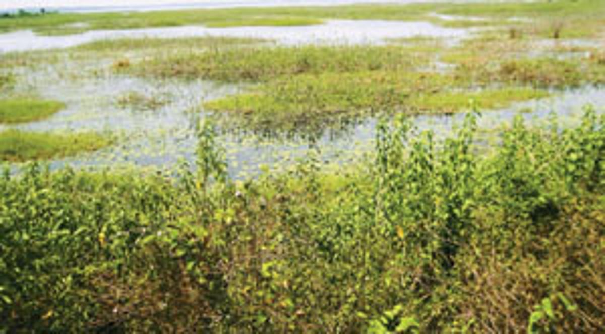 நீர்பரப்பு சுருங்கும் அபாயத்தில் பூண்டி ஏரி