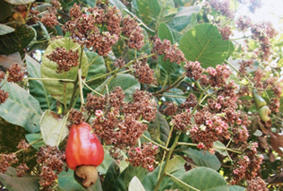 மழையை எதிர்நோக்கியுள்ள முந்திரி விவசாயிகள்