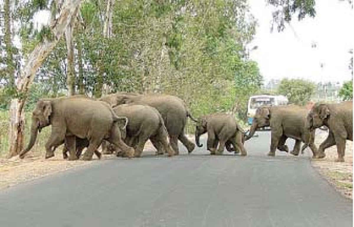 வாழ்விடங்களைப் பறிகொடுத்த யானைகள்!