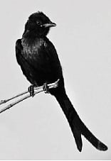 பறவையைத் தொடர்வோம்