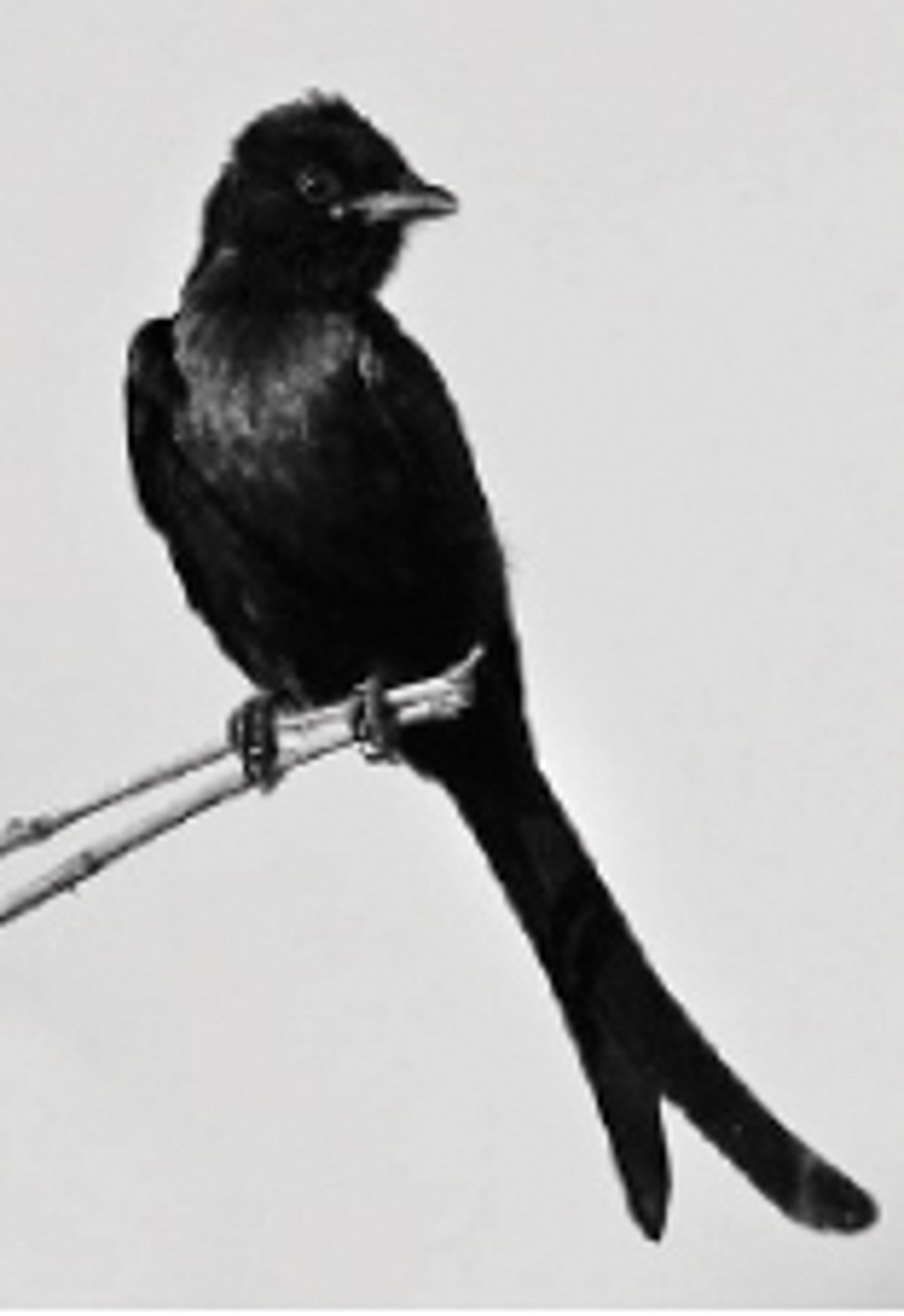 பறவையைத் தொடர்வோம்