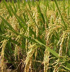 தமிழகத்தில் நெல் உற்பத்தி கடும் சரிவு