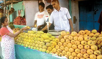 வறட்சியால் குறைந்த மாம்பழ உற்பத்தி