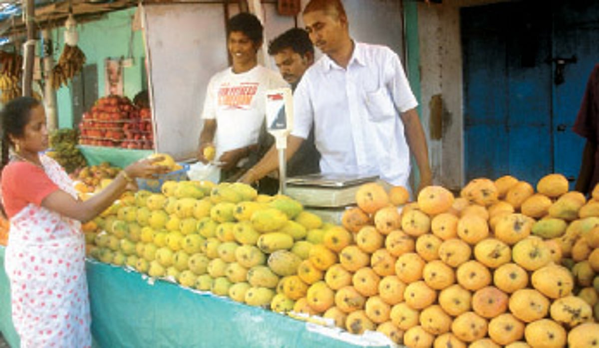 வறட்சியால் குறைந்த மாம்பழ உற்பத்தி