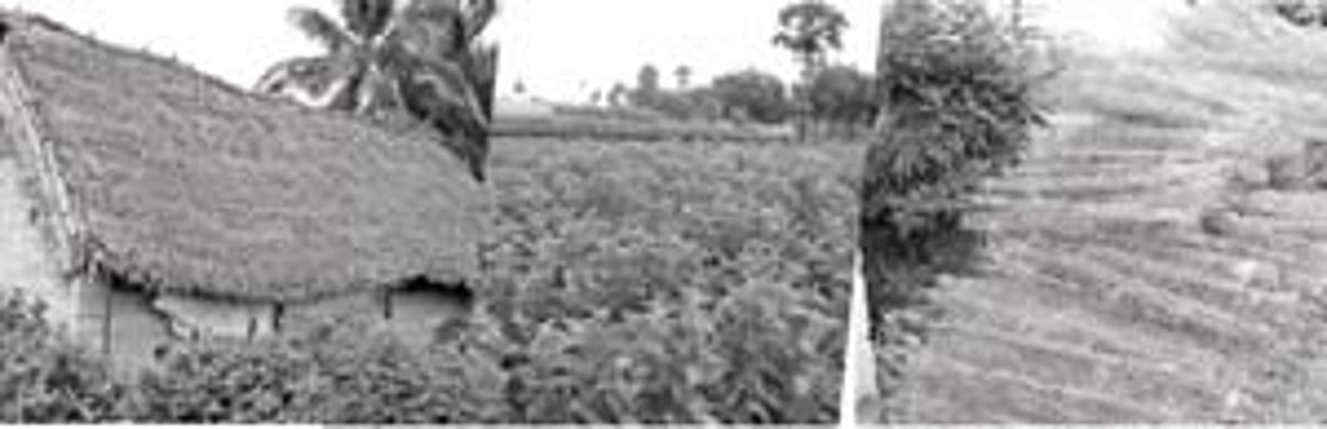 பட்டுவளர்ச்சித் துறை அலட்சியத்தால் திணறும் விவசாயிகள்