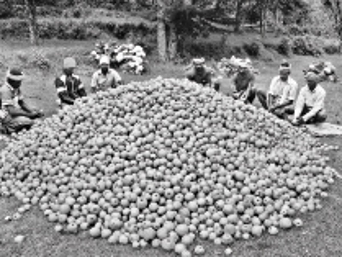 கொடைக்கானலில் பொய்த்துப்போன பருவமழை: பேரிக்காய் விளைச்சல் குறைவால் விவசாயிகள் பாதிப்பு