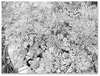 திருச்சி அண்ணா அறிவியல் மையத்தில் அமைகிறது மாதிரி மூலிகைப் பண்ணை