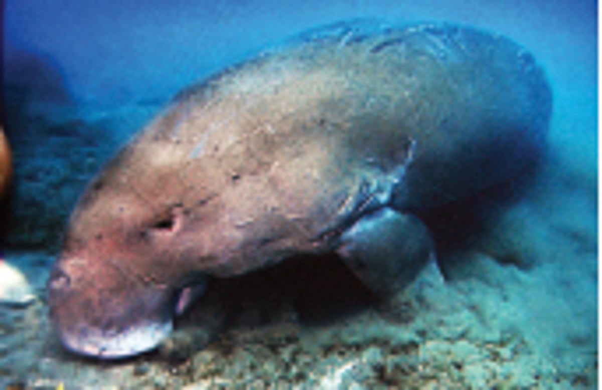 கடற்பசு