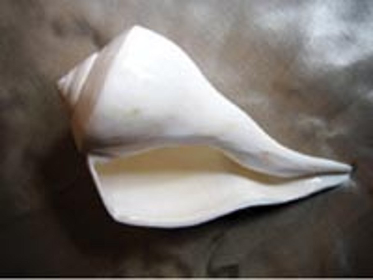 வலம்புரிச் சங்கு