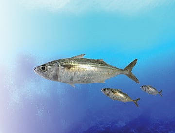 இந்தியன் மேக்ரல்