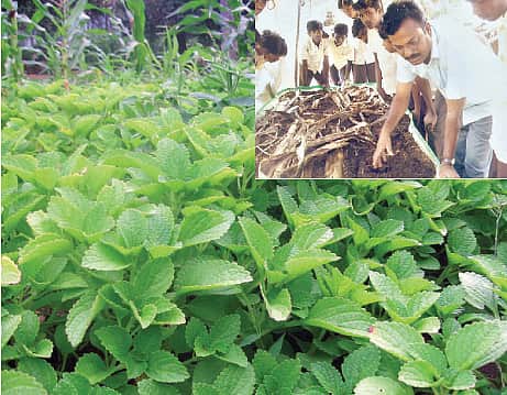 ரசாயனமில்லாத ரசமான வாழ்க்கை!