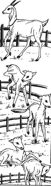 சிறுவர் பாடல்: ஆட்டுக்குட்டி