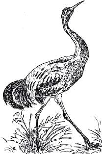 விடைகொடு கானகமே!