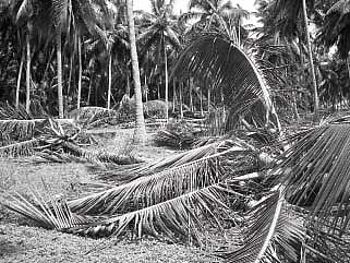 தென்னை காப்பீட்டுத் திட்டத்தில் தவிர்க்கப்பட்ட திருப்பூர் மாவட்டம்!