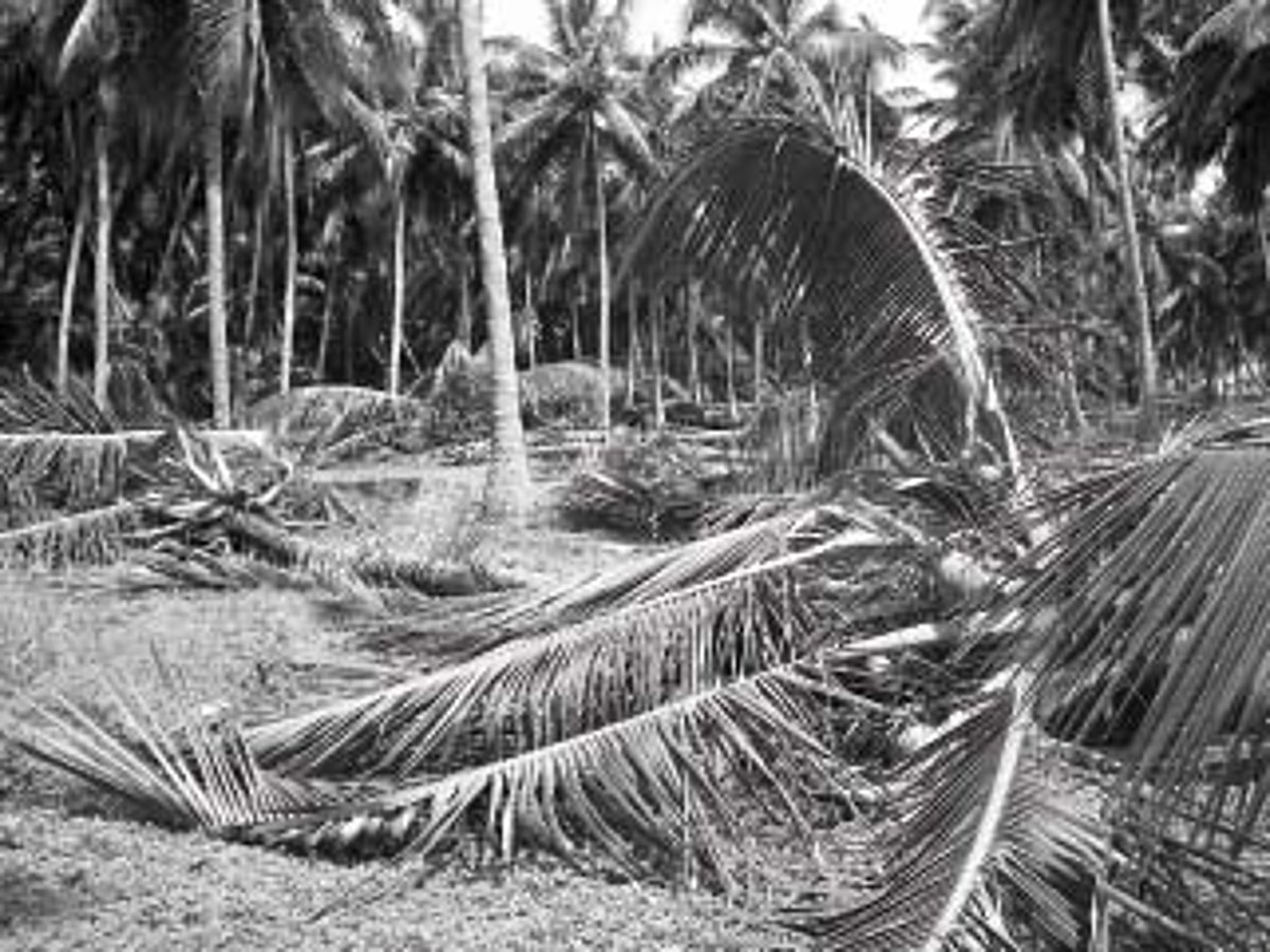 தென்னை காப்பீட்டுத் திட்டத்தில் தவிர்க்கப்பட்ட திருப்பூர் மாவட்டம்!