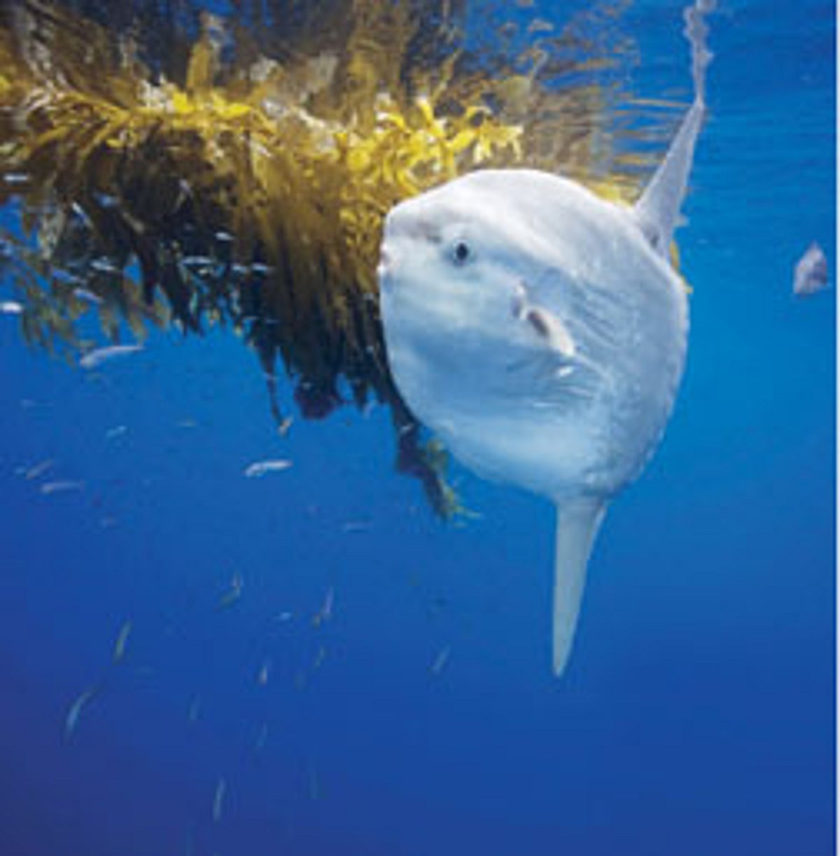 சூரிய மீன்