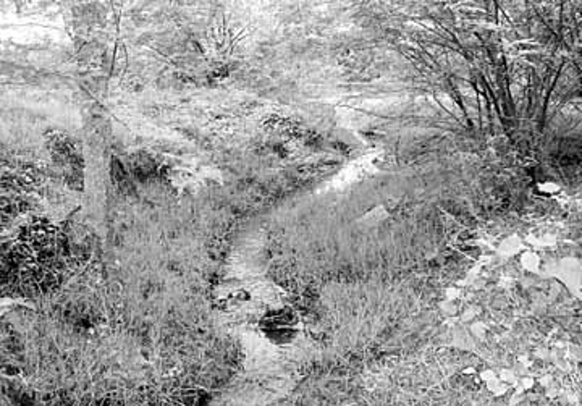 கழிவுநீர் கலப்பதால் கூவமாக மாறிவரும் சுகநதி