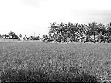 அரசு இழப்பீடு விவசாயிகளின் நஷ்டத்தை ஈடு செய்யுமா?