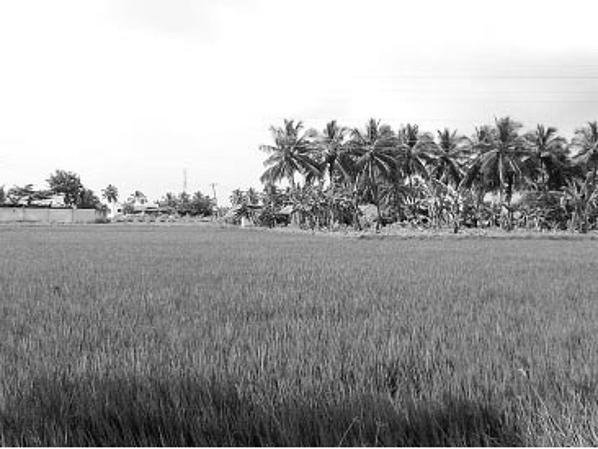 அரசு இழப்பீடு விவசாயிகளின் நஷ்டத்தை ஈடு செய்யுமா?