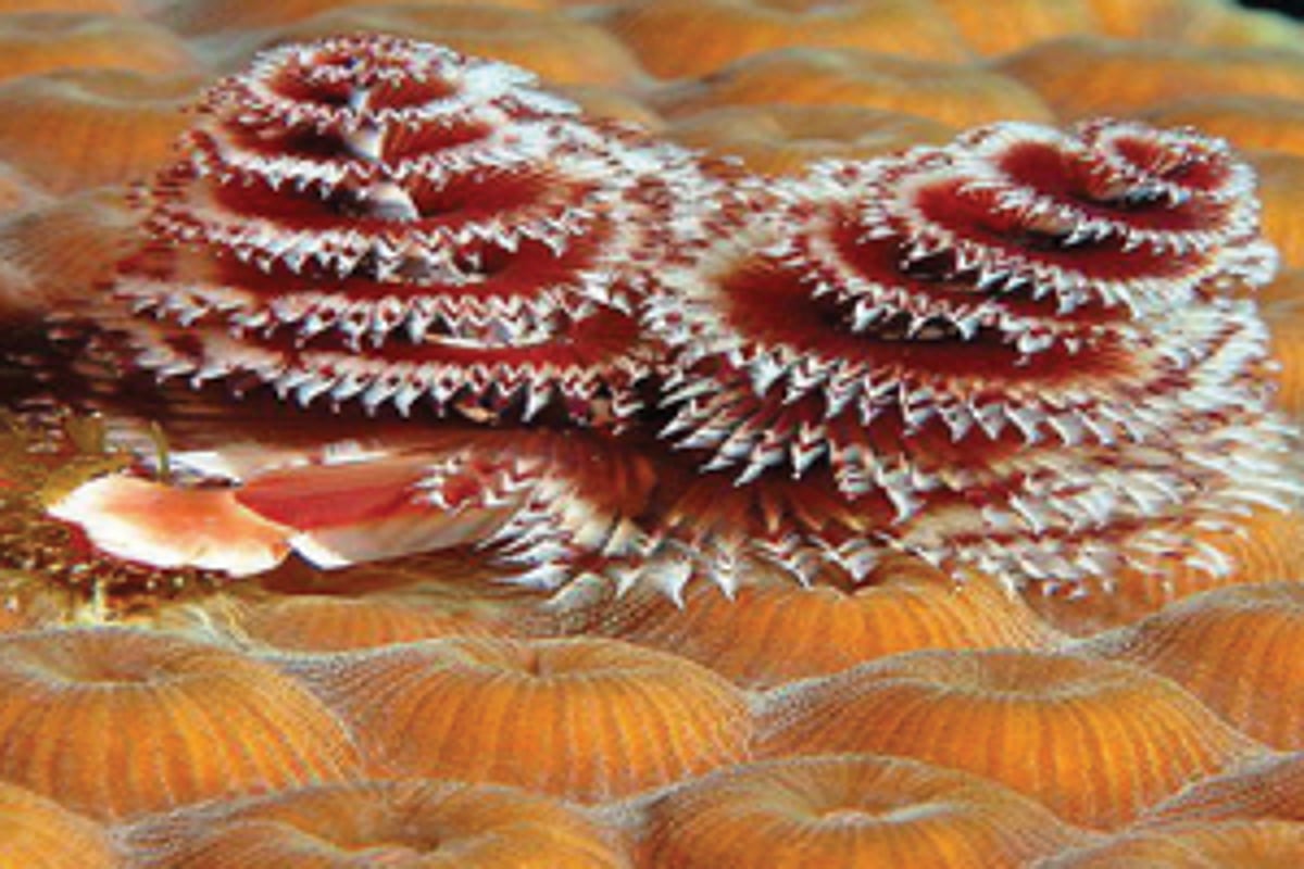 கிறிஸ்துமஸ் மரப்புழு