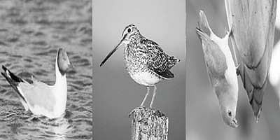 பறவையைத் தொடர்வோம்...