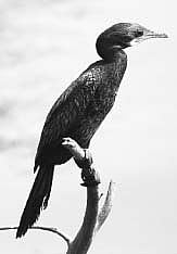 பறவையைத் தொடர்வோம்...