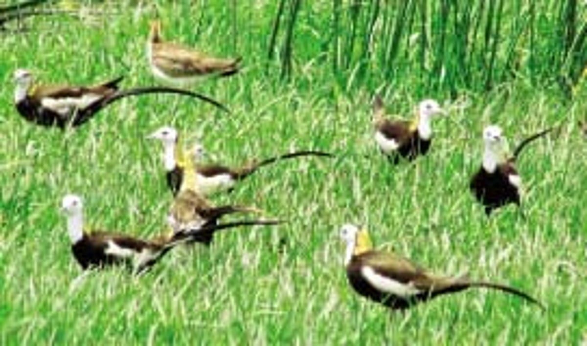 வேடந்தாங்கலாகியது ராமக்காள் ஏரி!