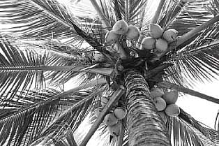 தேங்காய் விலை வீழ்ச்சி