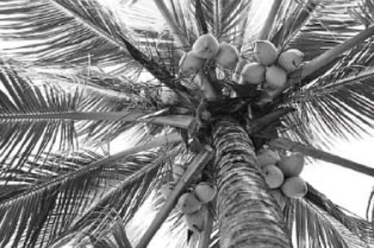 தேங்காய் விலை வீழ்ச்சி