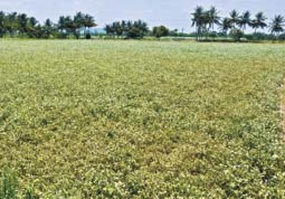 தொடர் மின்வெட்டால் கருகும் வேர்க்கடலை பயிர்