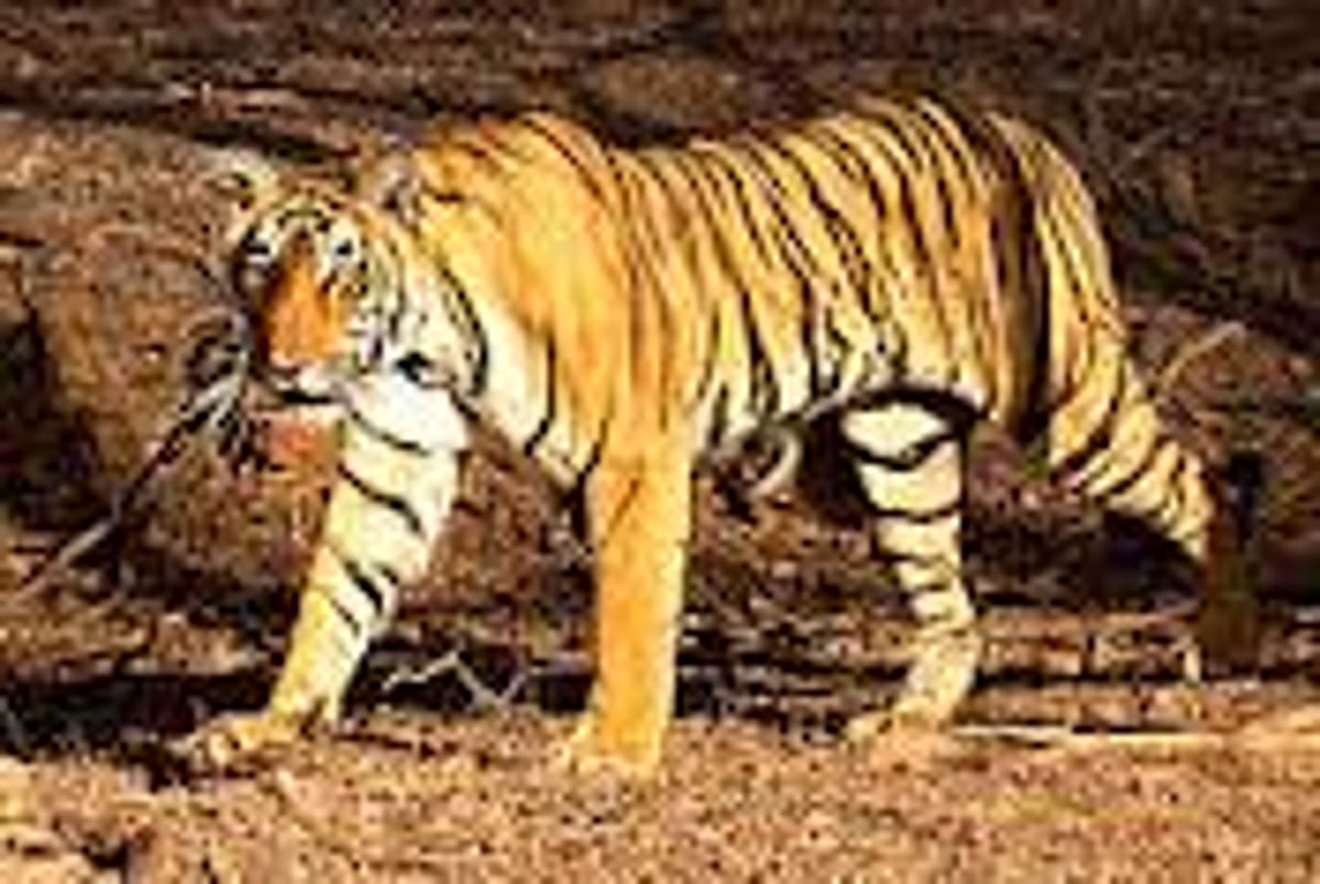 கேள்விக்குறியாகும் மலைவாழ் மக்களின் வாழ்க்கை!