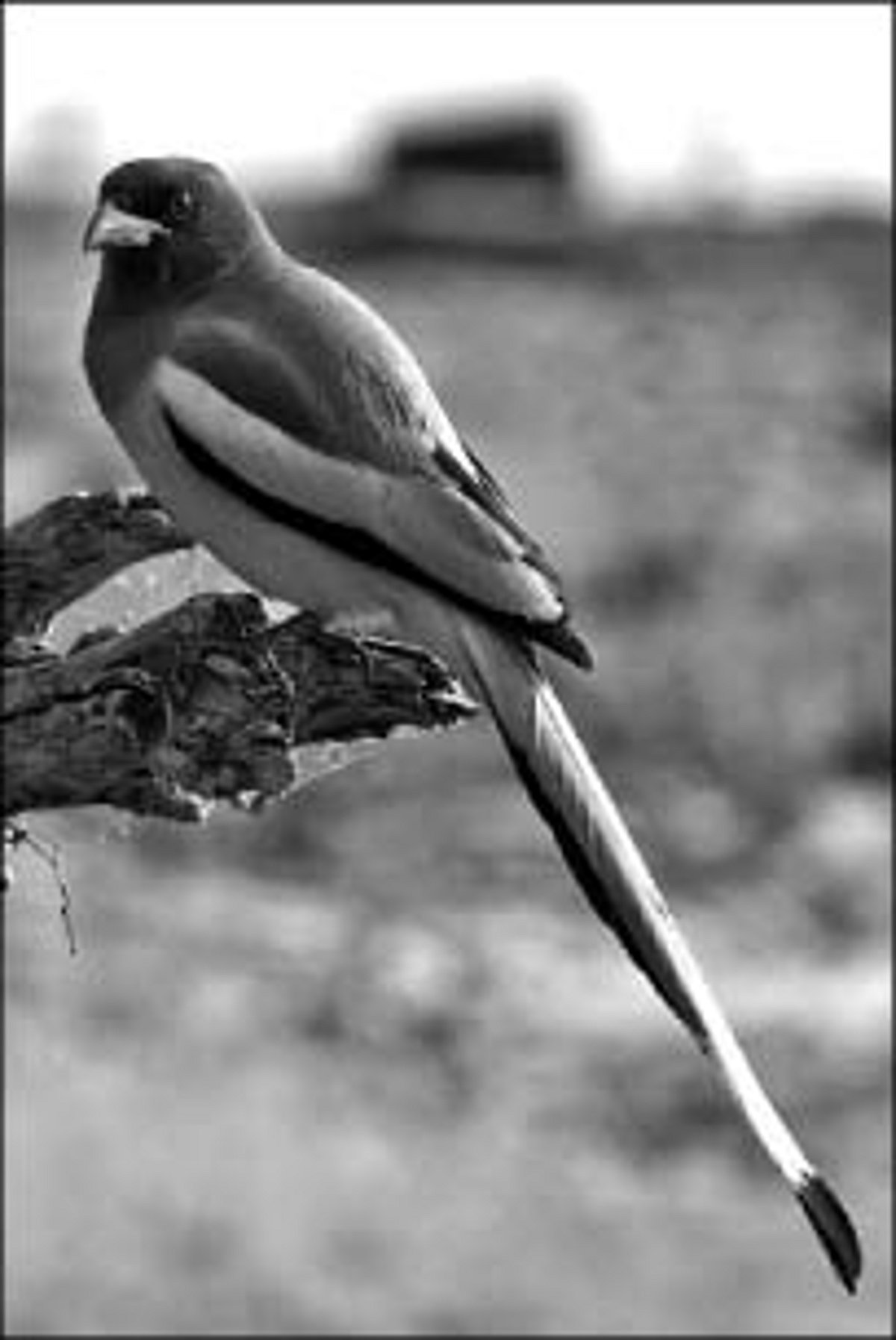 பறவையைத் தொடர்வோம்...