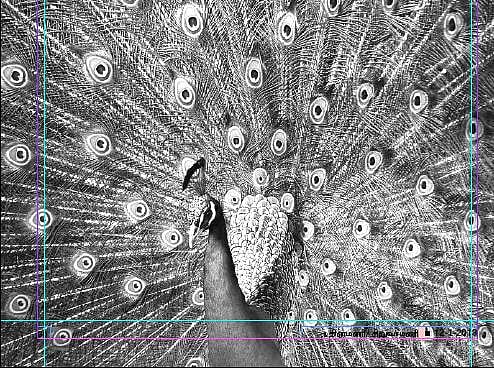 பறவையைத் தொடர்வோம்...