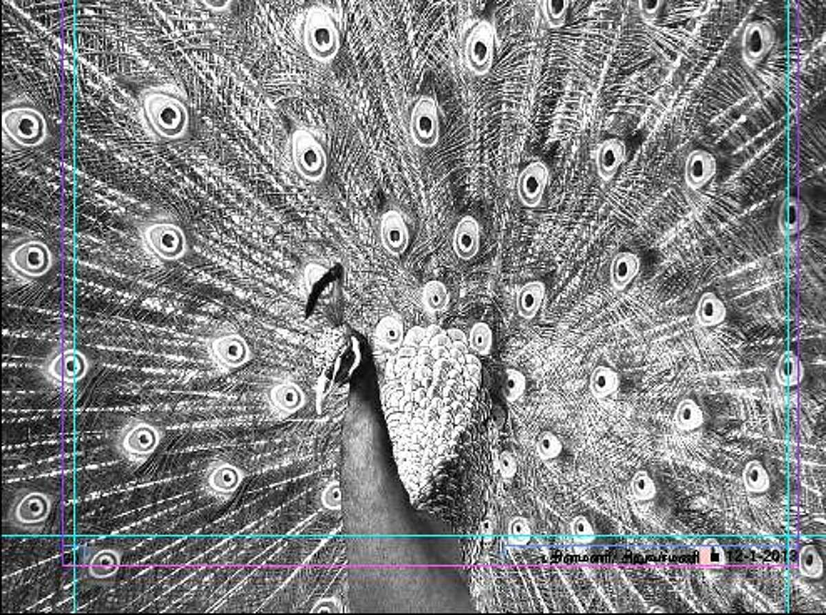 பறவையைத் தொடர்வோம்...