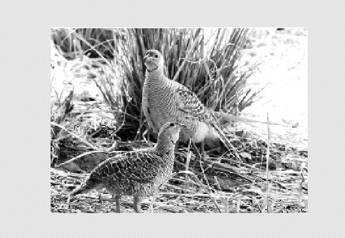 பறவையைத் தொடர்வோம்...