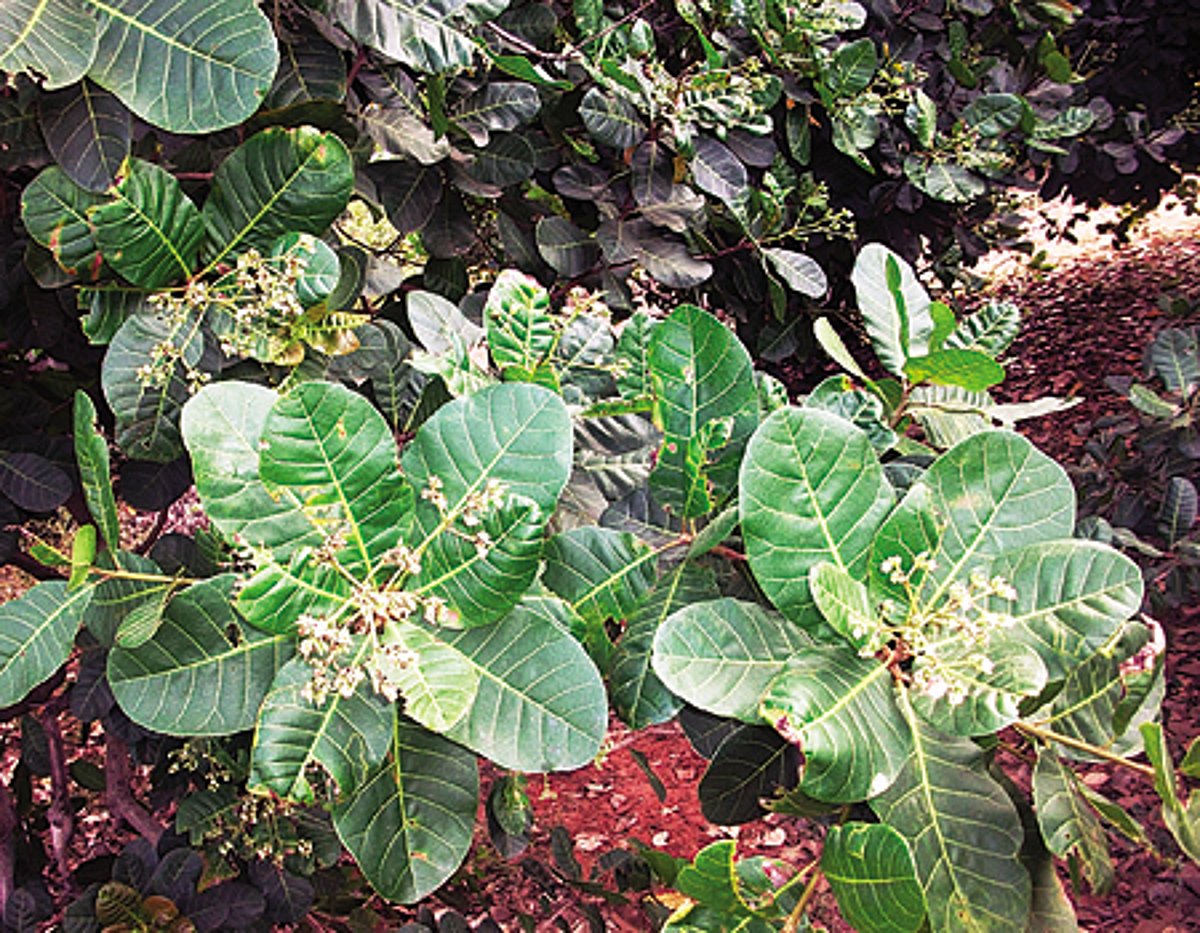 தட்பவெப்ப நிலை மாற்றம்: அச்சத்தில் முந்திரி விவசாயிகள்