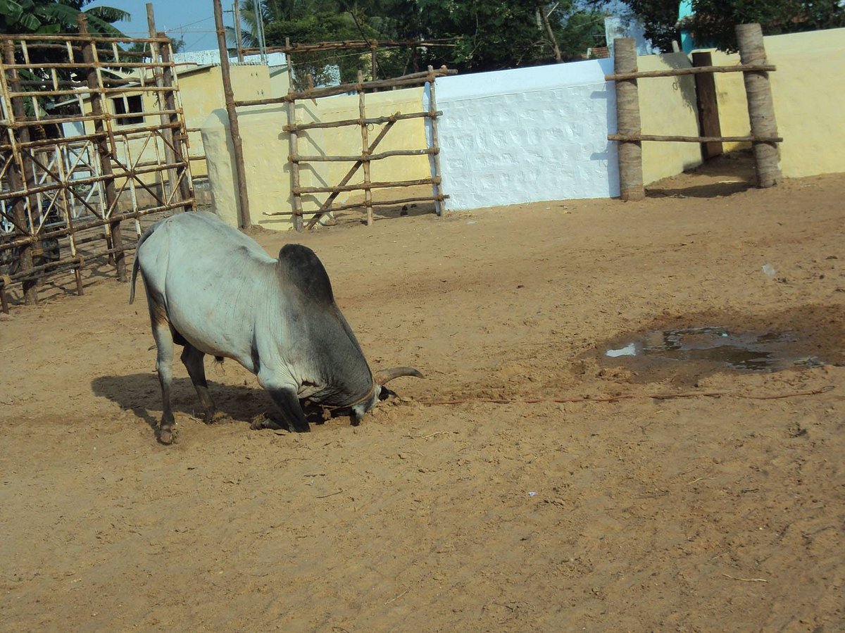 திருவெறும்பூர் அருகே சூரியூர் ஜல்லிக்கட்டு நிறைவு: 28 பேர் காயம்