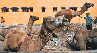 இந்தியாவில் குறைந்துவரும் ஒட்டகங்கள்! உயர் அதிகாரி எச்சரிக்கை!