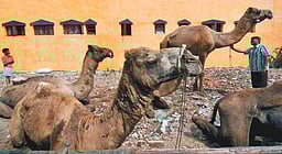 ஒட்டகம் மூலம் கள்ளச்சாராயம் கடத்தியவா் கைது