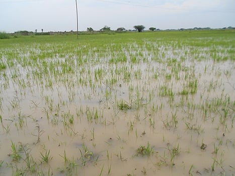 சிதம்பரம் பகுதியில் பலத்த மழை: விவசாயிகள் மகிழ்ச்சி