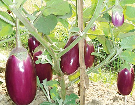 கத்தரி பயிர்களை நோய்களிலிருந்து காக்க என்ன வழி?