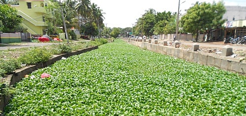 வடிகால் வாய்க்கால்களை ஆக்கிரமித்துள்ள ஆகாயத்தாமரை!