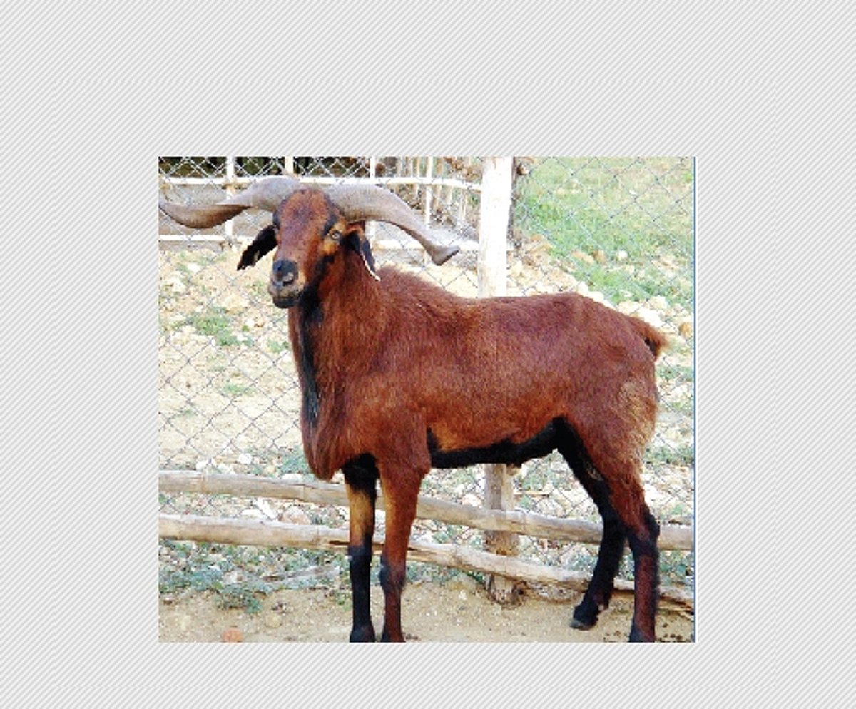 அழிவின் விளிம்பிலிருந்து மீண்ட "கீழக்கரிசல்' ஆட்டினம்!