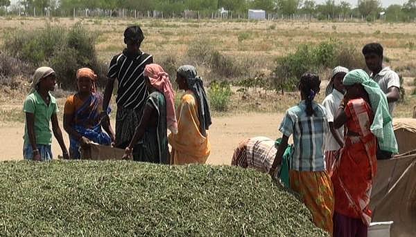 விருதுநகர்:  பட்டாசு ஆலை வேலைக்கு போகாத கிராம மக்கள்; விவசாயத்திற்கு மட்டும் முக்கியத்துவம்