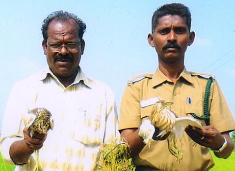 வயல்களில் பிடித்த மடையான்களை பறிமுதல் செய்த வனத்துறையினர்!