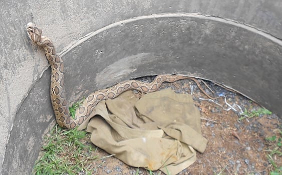 சிதம்பரம் அருகே பிடிபட்ட ஜமுக்கால விரியன் பாம்பு!