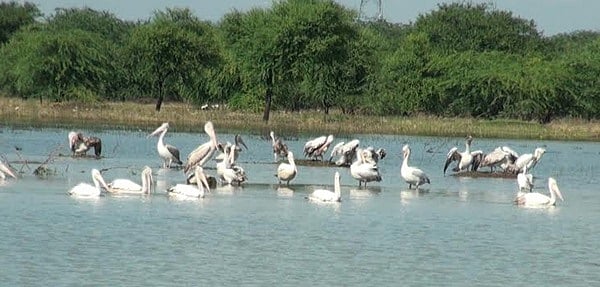 விருதுநகர் அருகே கண்மாய்க்கு 3 ஆண்டுகளுக்கு பிறகு வெளிநாட்டு பறவைகள் வருகை 