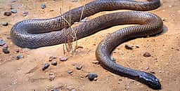 10 அடி நீள சாரைப்பாம்பு உயிருடன் மீட்பு